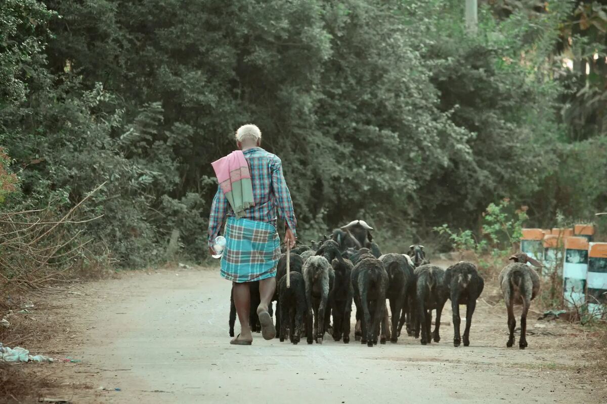 Shepherd walking with sheep in rural Karnataka